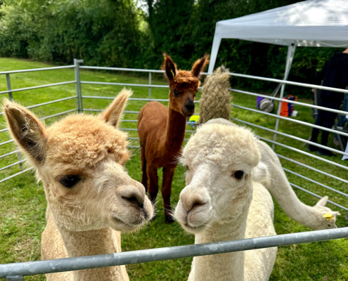 Alpacas
