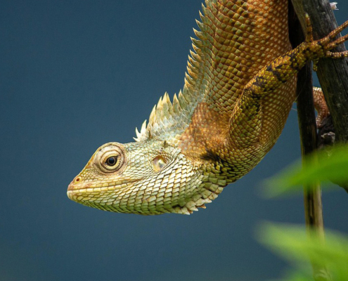 Reptile